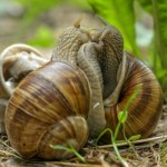 hodowla Fatalne wieści dla Francuzów. Ich ukochane ślimaki wyschły w muszlach