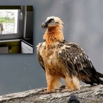 Fatalne wieści w sprawie olbrzyma, który wylądował na parapecie w Poznaniu