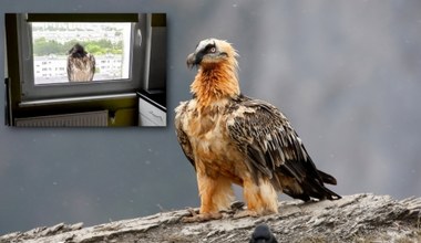 Fatalne wieści w sprawie olbrzyma, który wylądował na parapecie w Poznaniu