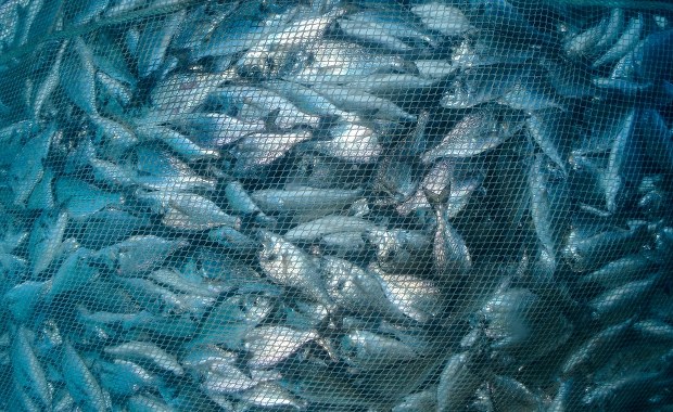 Fatalny stan wód Europy. Naukowcy alarmują 