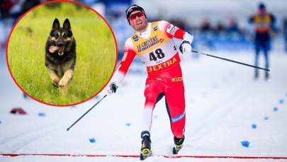 ​Fatalny trening mistrzów świata. "Pies był  jakby w amoku"