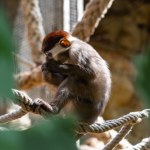 Fatalny wypadek w polskim zoo. Mangaba spadła z gałęzi