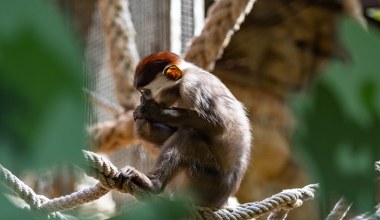 Fatalny wypadek w polskim zoo. Mangaba spadła z gałęzi