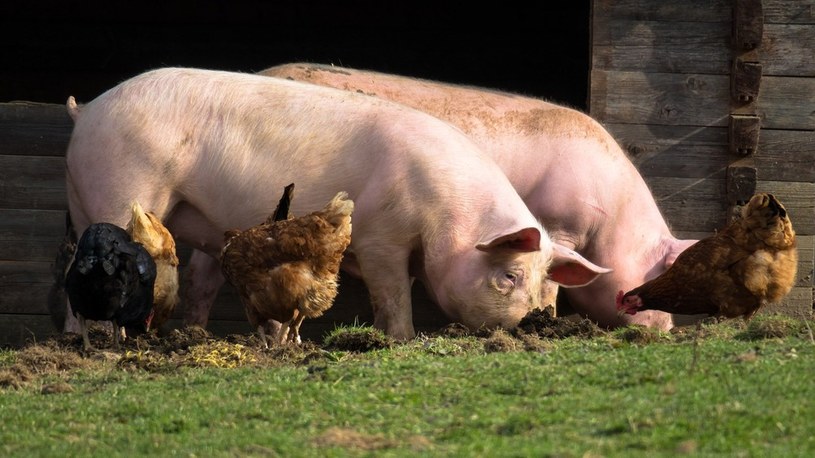 FDA zatwierdza genetycznie modyfikowane świnie do celów medycznych i konsumpcyjnych /Geekweek