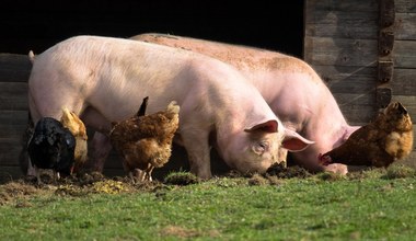 FDA zatwierdza genetycznie modyfikowane świnie do celów medycznych i konsumpcyjnych