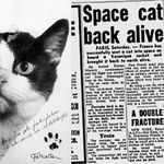 Félicette, pierwsza kotka w kosmosie, będzie miała swój pomnik?