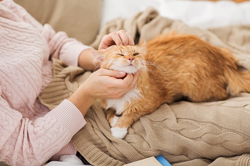 Felinoterapia, czyli leczenie kotem jest coraz popularniejsza /123RF/PICSEL