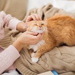 Felinoterapia, czyli leczenie kotem. Na czym polega? 
