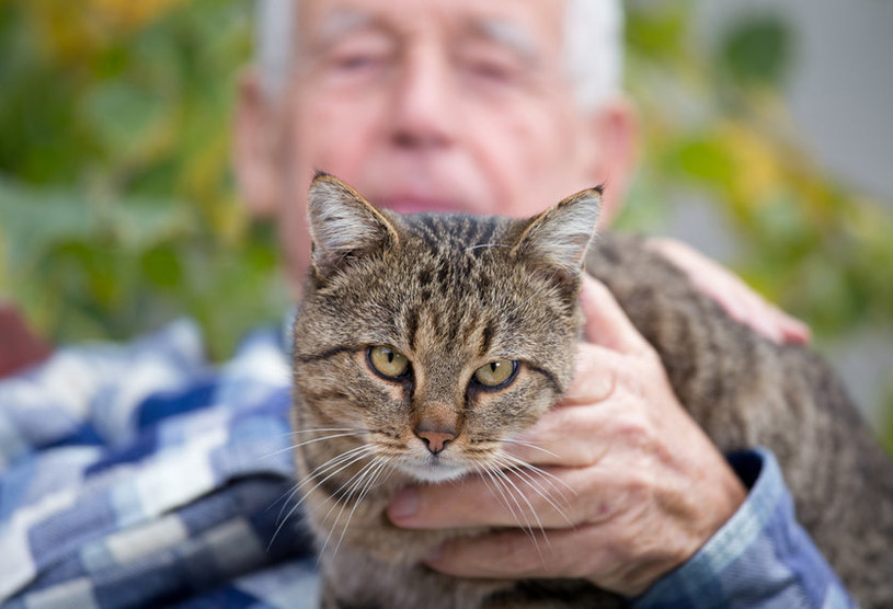 Felinoterapia, czyli terapia kotem, jest jedną z metod animaloterapii /123RF/PICSEL