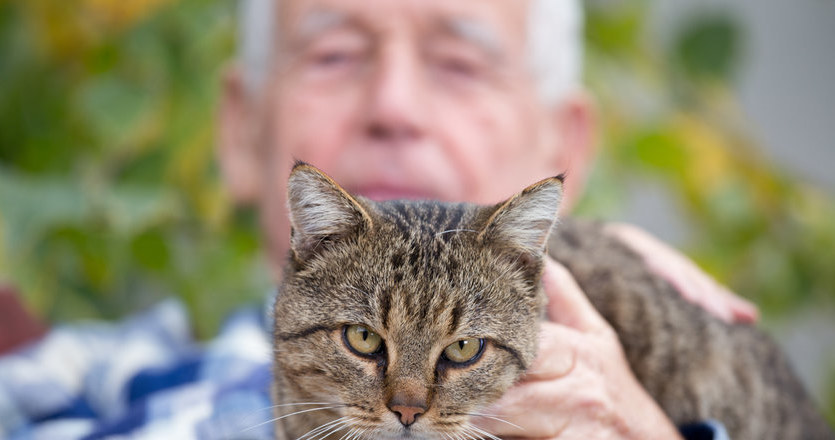 Felinoterapia, czyli terapia kotem, jest jedną z metod animaloterapii /123RF/PICSEL