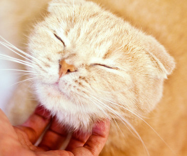 Felinoterapia: Na czym polega leczenie z udziałem kota?