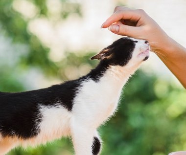 Felinoterapia: Terapia z udziałem kotów