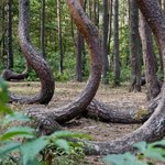 Fenomen Krzywego Lasu. Leśnicy chcą wygiąć kolejne pokolenie drzew