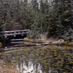 Fenomen na skalę światową skrywa się w parku narodowym Yellowstone. Nie jest to wielki gejzer