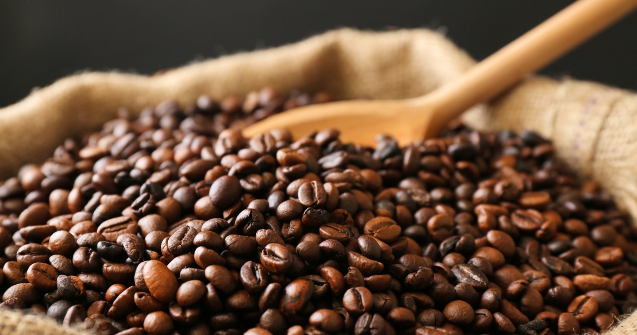 Fenomen najdroższej kawy świata. Co kryje wyjątkowego i jak działa Kopi luwak? /123RF/PICSEL