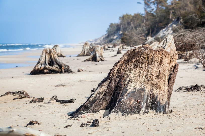 Fenomen natury - odkryta puszcza na bałtyckiej plaży /photocreo/easyfotostock/Eastnews /East News