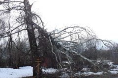 Feralna brzoza przed pasem lotniska w Smoleńsku