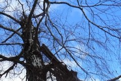 Feralna brzoza przed pasem lotniska w Smoleńsku