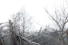 Feralna brzoza przed pasem lotniska w Smoleńsku