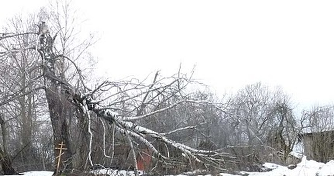 Feralna brzoza przed pasem lotniska w Smoleńsku