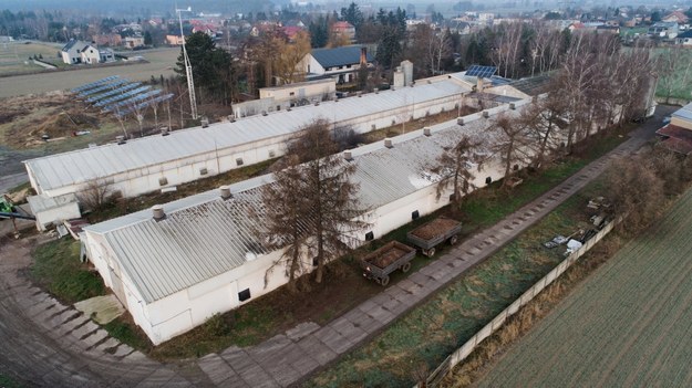 Ferma drobiu w miejscowości Topola-Osiedle /Tomasz Wojtasik /PAP