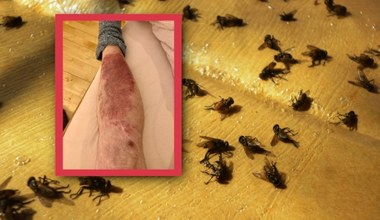 Ferma indyków i inwazja much. Plaga owadów nawiedza mieszkańców od 10 lat