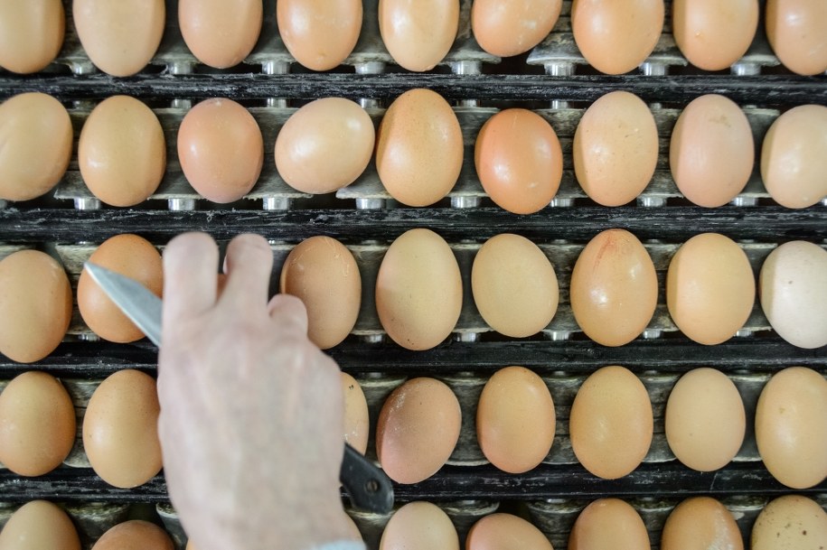 Ferma jajek /Wojciech Pacewicz /PAP