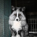 Fermy futrzarskie nie spełniają standardów. Nowy raport mówi jasno