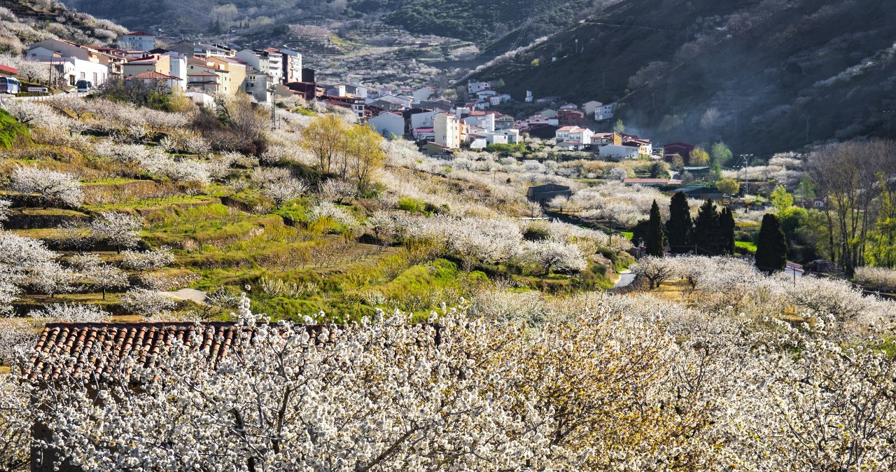 Festiwal Kwitnącej Wiśni to spektakularne wydarzenie, które przyciąga turystów do Doliny Jerte w Hiszpanii. /Pixel