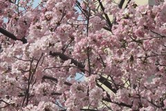 Festiwal Kwitnącej Wiśni w Waszyngtonie