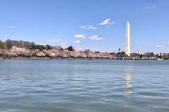 Festiwal Kwitnącej Wiśnie w Waszyngtonie