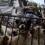 Festiwal psiego mięsa. 65-latka uratowała kilkaset zwierząt
