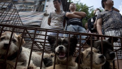Festiwal psiego mięsa. 65-latka uratowała kilkaset zwierząt