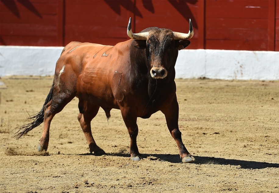 Festyn zamienił się w horror. Rozjuszony byk stratował ludzi, są ranni
