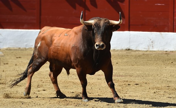 Festyn zamienił się w horror. Rozjuszony byk stratował ludzi, są ranni