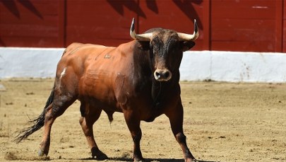 Festyn zamienił się w horror. Rozjuszony byk stratował ludzi, są ranni