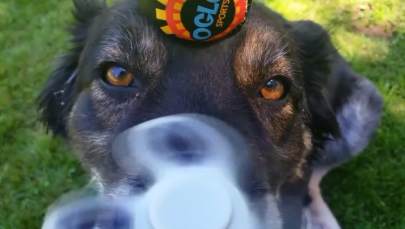 Fidget spinnery uzależniają także… psy