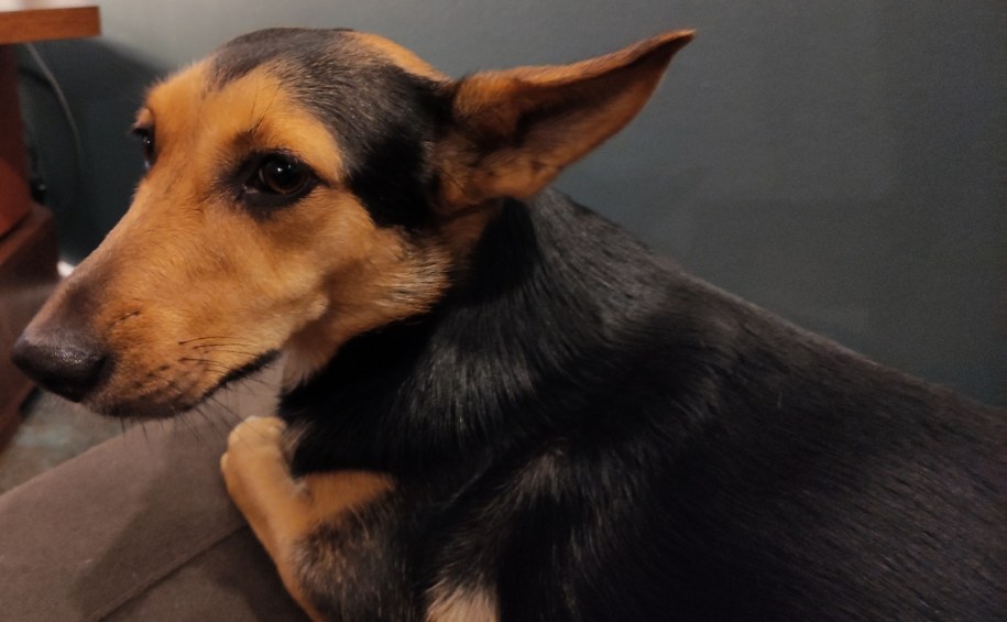 Fija /Grzegorz Jasiński /RMF FM