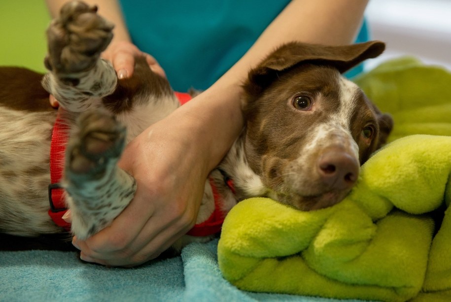 Fijo / Andrzej Grygiel /PAP