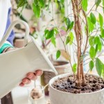 podlewanie roślin Fikus ciągle gubi liście? To nie musi być wina braku wody