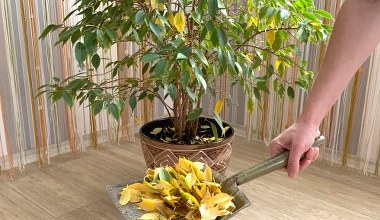 Fikus gubi liście w listopadzie? To wcale nie wina kiepskiego podlewania