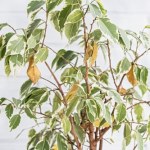 Fikus gubi liście? Wystarczy ta domowa odżywka, a szybko odżyje