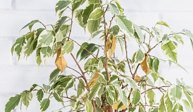 Fikus gubi liście? Wystarczy ta domowa odżywka, a szybko odżyje 