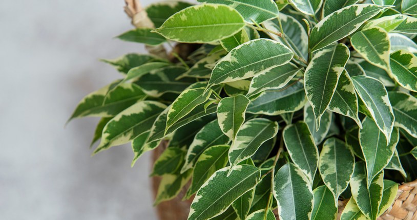 Fikus źle znosi przecieranie skórką od banana /123RF/PICSEL