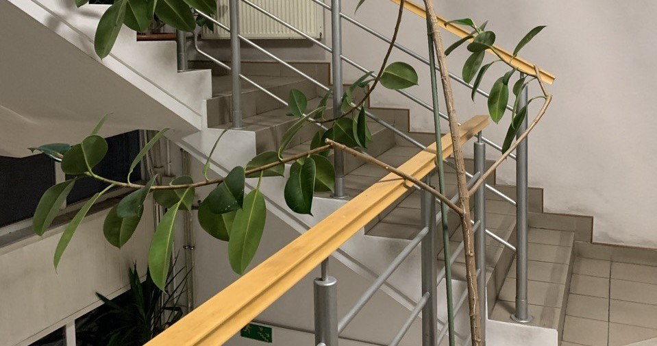 Фікуси мають природну схильність рости вгору, формуючи довгий головний пагін /INTERIA.PL