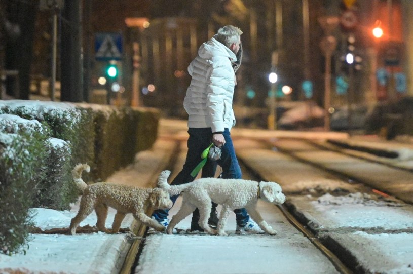 Filip Chajzer z ukochaną na spacerze z psami /pomponik exclusive