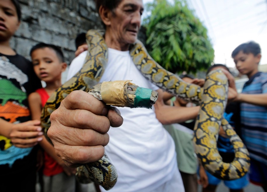 Filipino Wally Gatmaitan i jego nowy pupil /RITCHIE B. TONGO /PAP/EPA