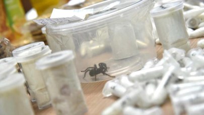 Filipiny: 757 żywych tarantul w przesyłce... z Polski