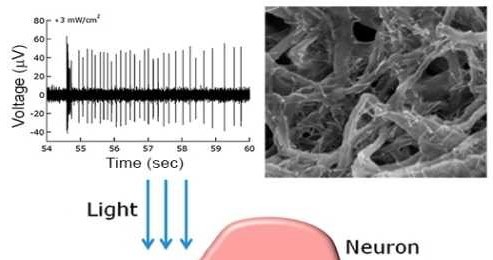 Film z półprzewodnikowych nanoprętów i węglowych nanorurek może przywrócić wzrok /materiały prasowe