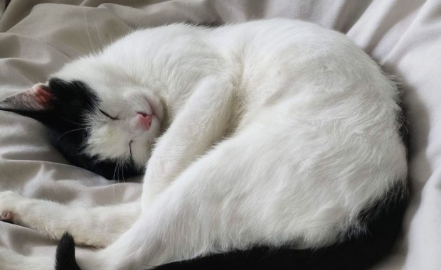 Filmowała, jak jej córka znęca się nad kotem. Jest wyrok